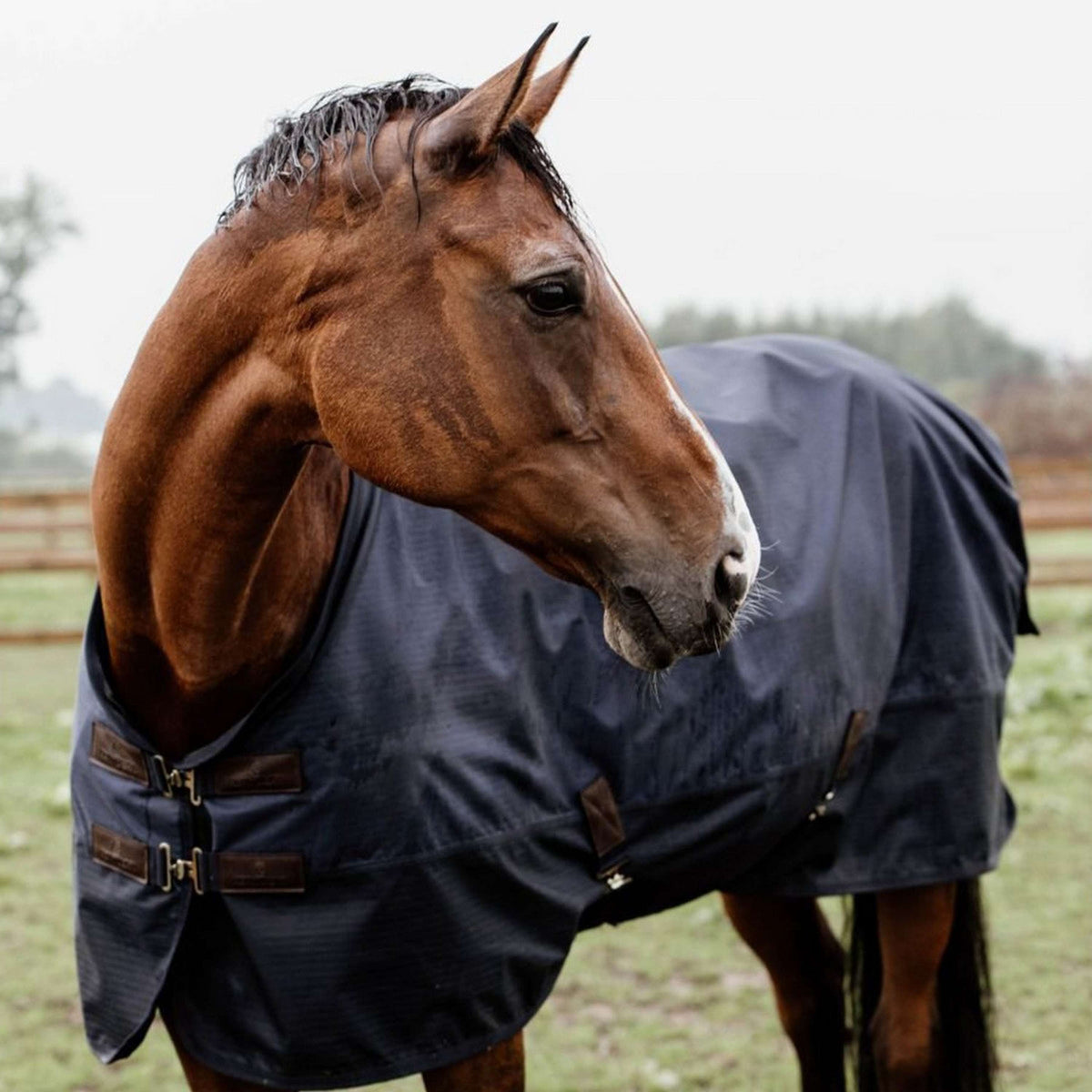 Kentucky Horsewear Ritorno dell'affluenza alle urne Per tutte le stagioni 0g Navy