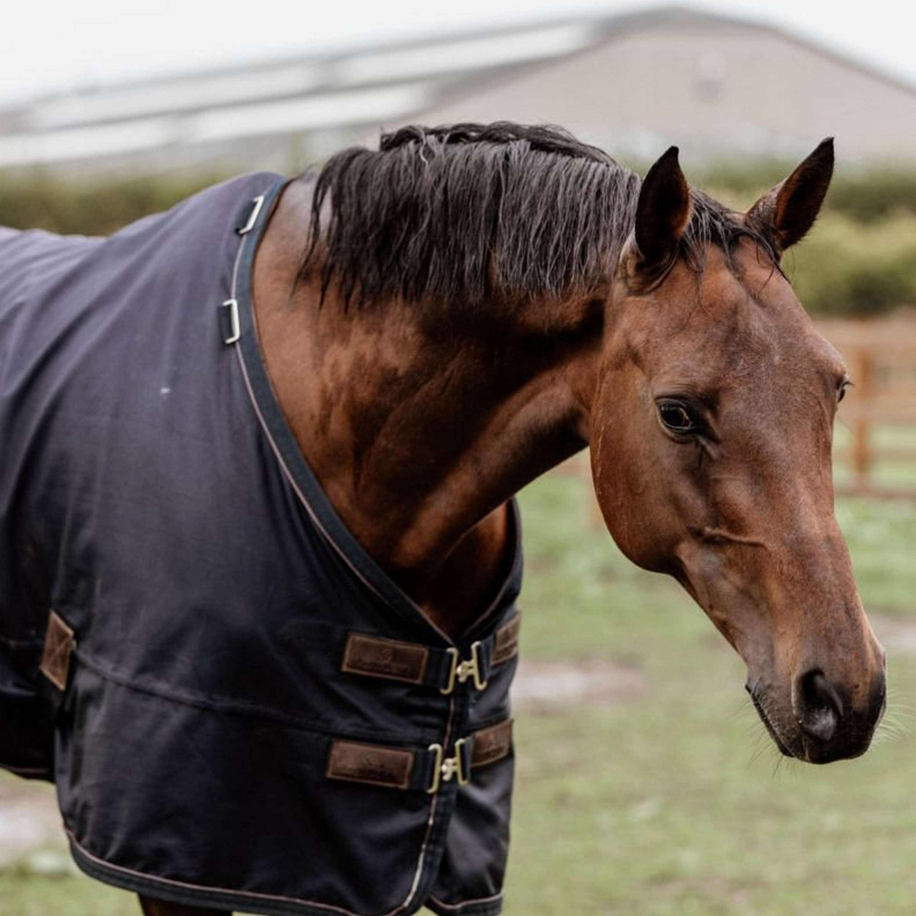 Kentucky Horsewear Ritorno dell'affluenza alle urne Per tutte le stagioni 0g Navy