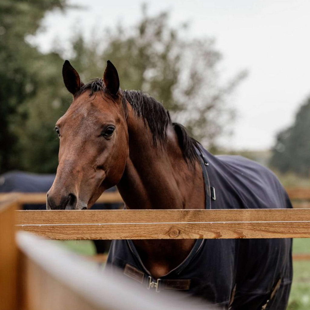 Kentucky Horsewear Ritorno dell'affluenza alle urne Per tutte le stagioni 0g Navy