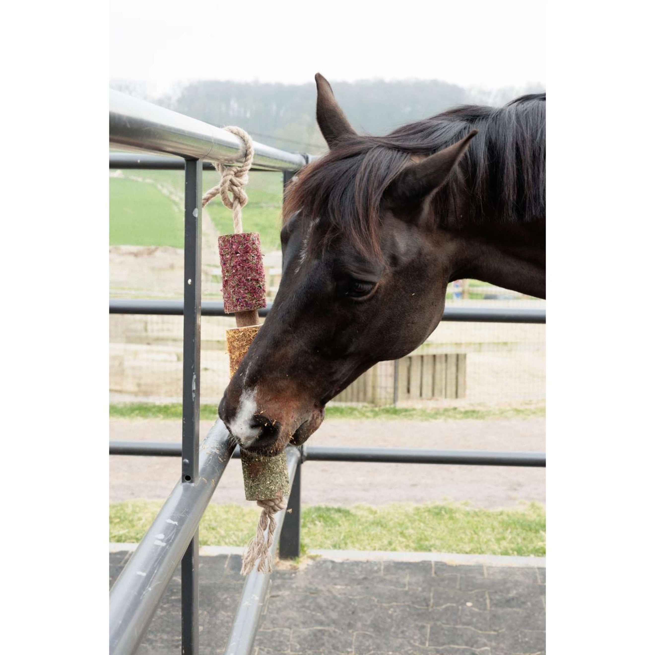 Grooming Deluxe by Kentucky Rilassa il cavallo giocattolo Wooden De-Stress Grooming Deluxe by Kentucky Rilassa il cavallo giocattolo Wooden De-Stress