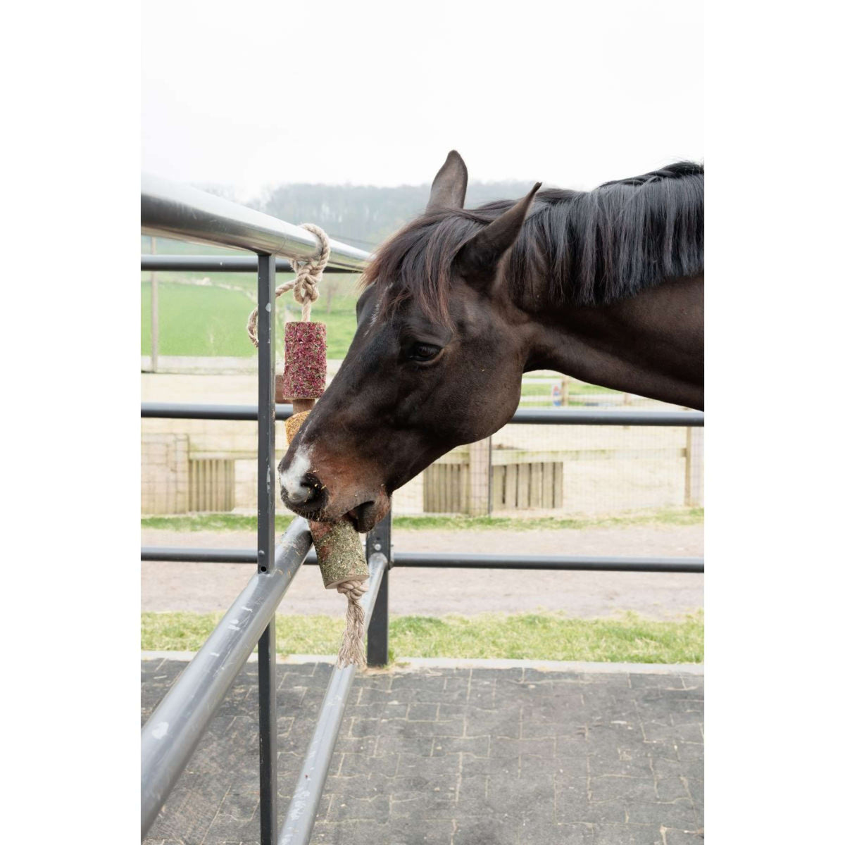 Grooming Deluxe by Kentucky Rilassa il cavallo giocattolo Wooden De-Stress