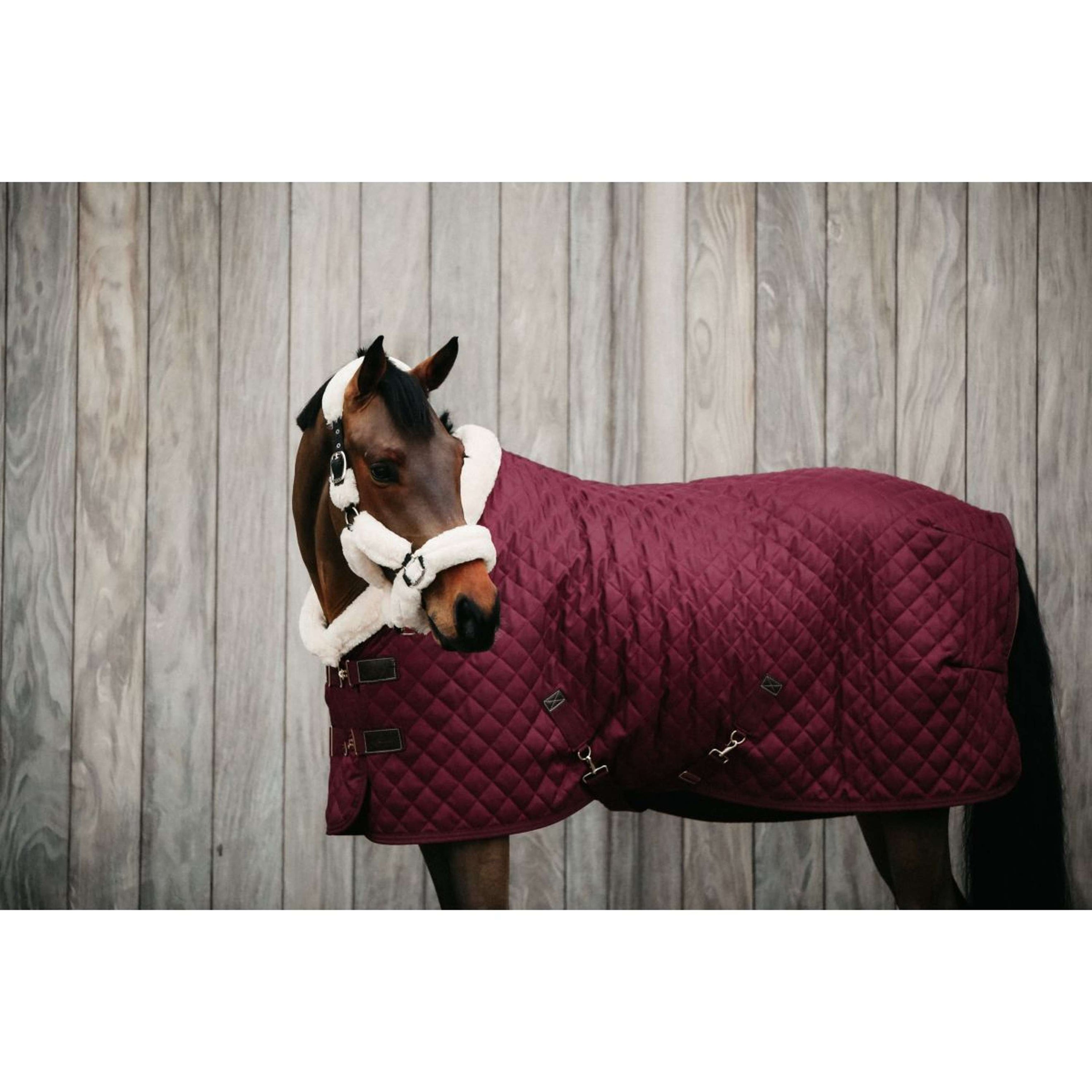 Kentucky Coperta da esposizione 160g Bordeaux Kentucky Coperta da esposizione 160g Bordeaux