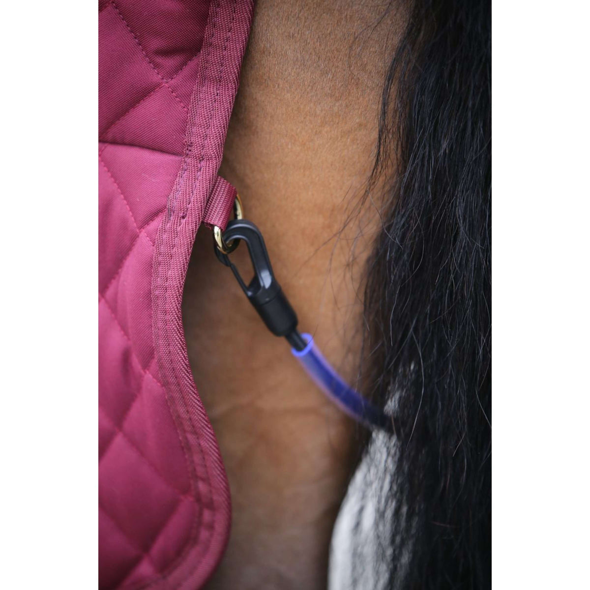 Kentucky Coperta da esposizione 160g Bordeaux