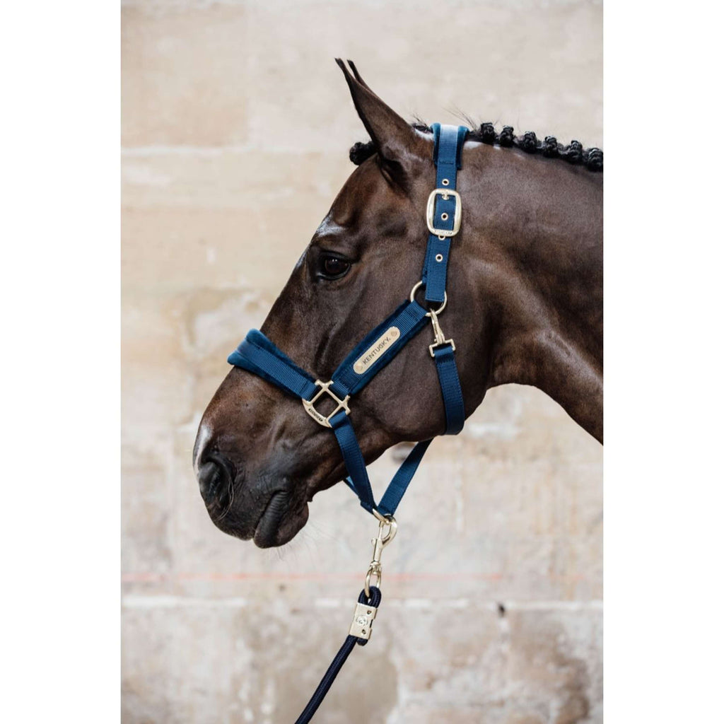 Kentucky Horsewear Cavezza Velvet Navy