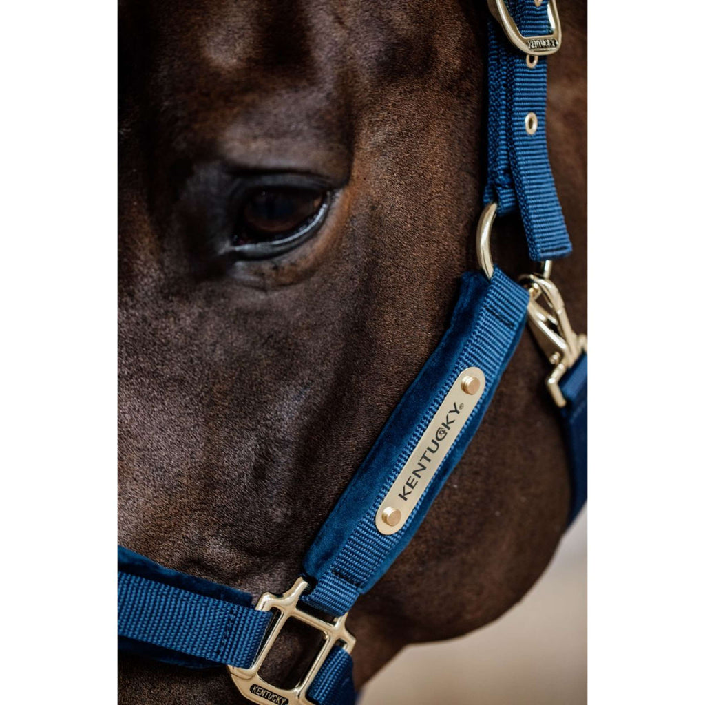 Kentucky Horsewear Cavezza Velvet Navy