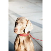 Kentucky Horsewear Halsband Nylon intrecciato per cani Bordeaux