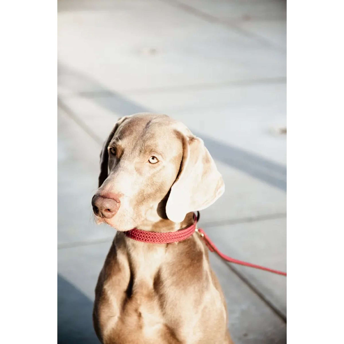 Kentucky Horsewear Halsband Nylon intrecciato per cani Bordeaux