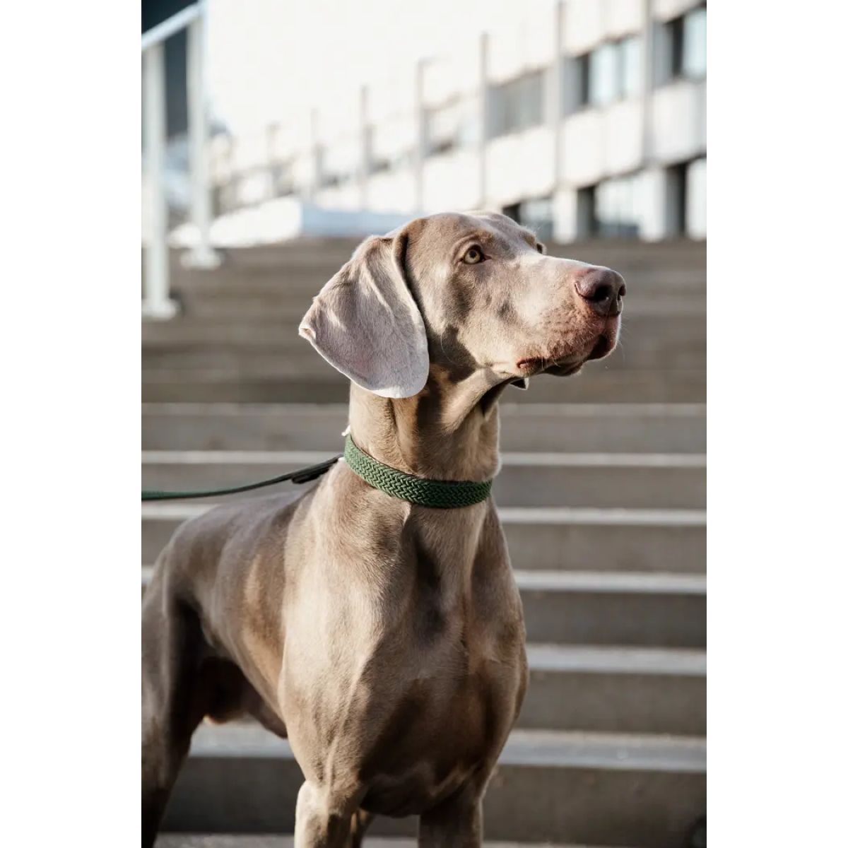Kentucky Horsewear Halsband Nylon intrecciato per cani Verde Oliva
