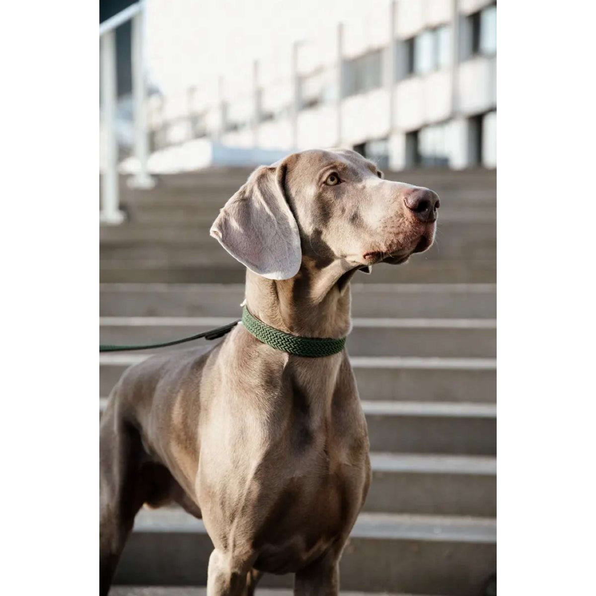 Kentucky Horsewear Halsband Nylon intrecciato per cani Verde Oliva