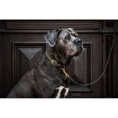 Kentucky Horsewear Halsband Nylon intrecciato per cani Verde Oliva