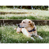 Kentucky Horsewear Halsband Nylon intrecciato per cani Navy