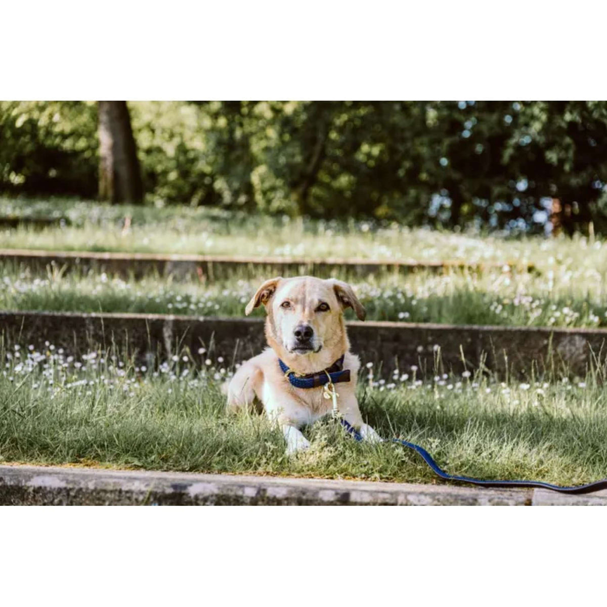 Kentucky Horsewear Halsband Nylon intrecciato per cani Navy