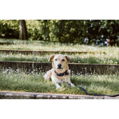 Kentucky Horsewear Halsband Nylon intrecciato per cani Navy