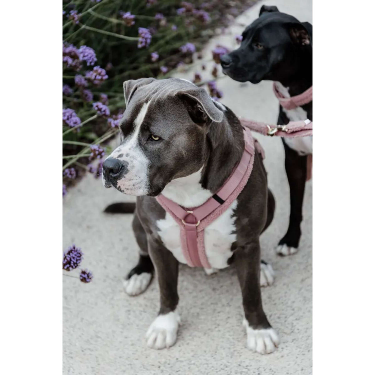 Kentucky Dogwear Imbracatura Teddy Fleece Rosa antico