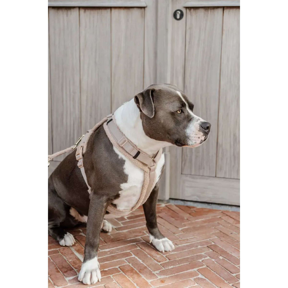 Kentucky Dogwear Imbracatura Teddy Fleece Beige