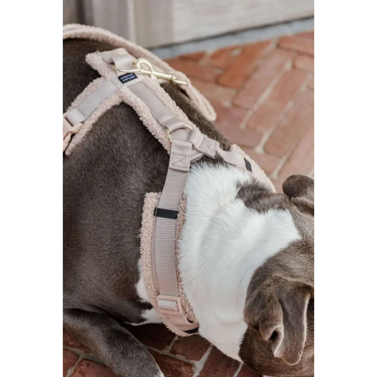 Kentucky Dogwear Imbracatura Teddy Fleece Beige