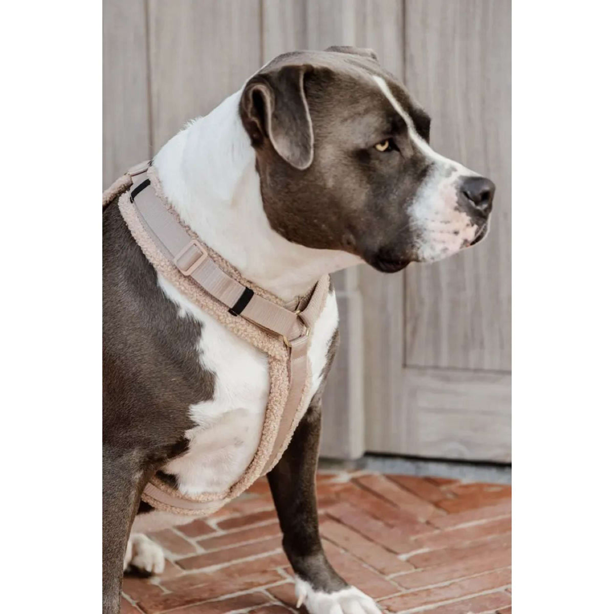 Kentucky Dogwear Imbracatura Teddy Fleece Beige
