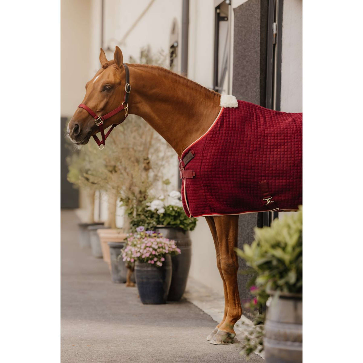 Kentucky Horsewear Capezzina Nylon Breakaway Bordeaux