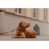 Kentucky Horsewear Collare Beige