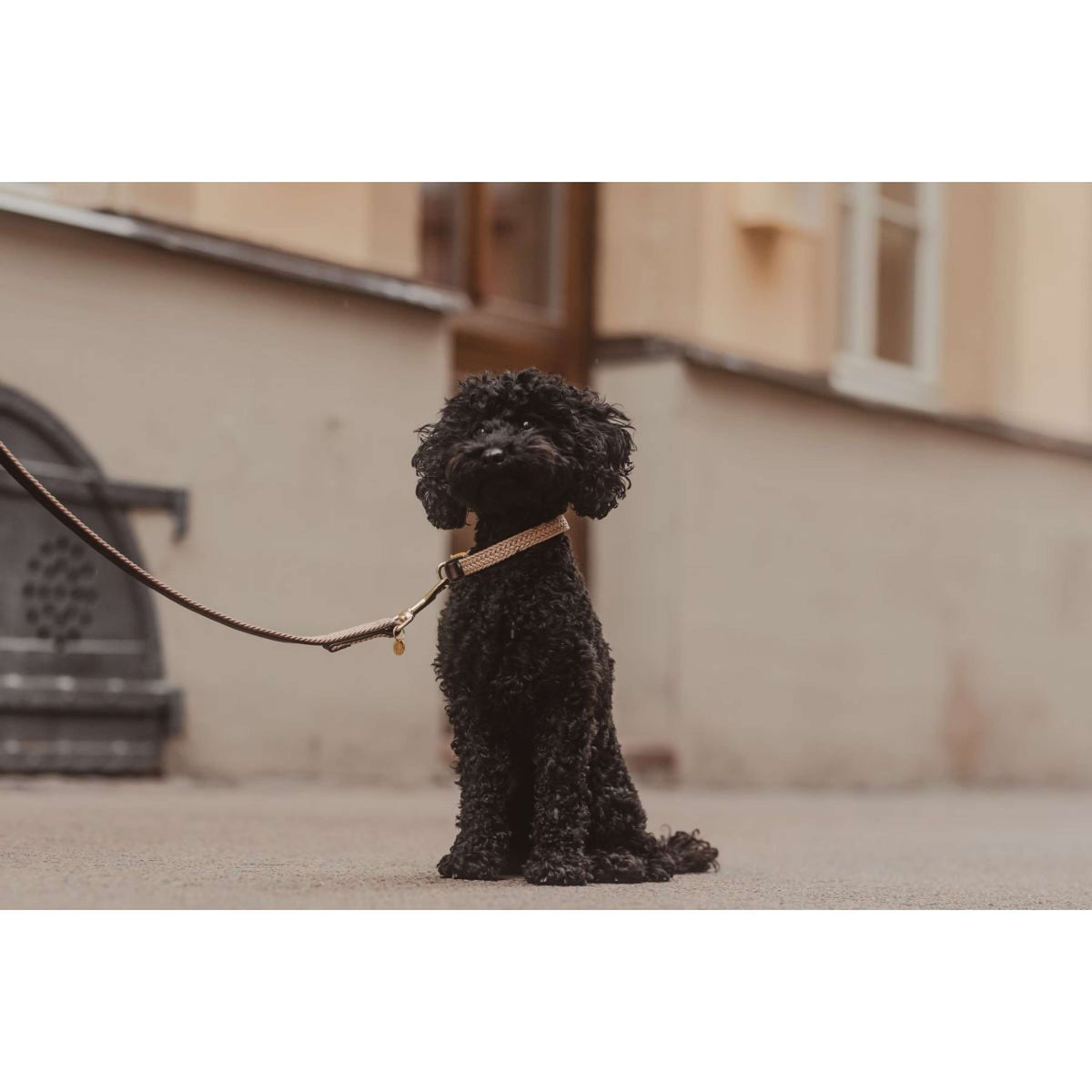 Kentucky Horsewear Collare Beige