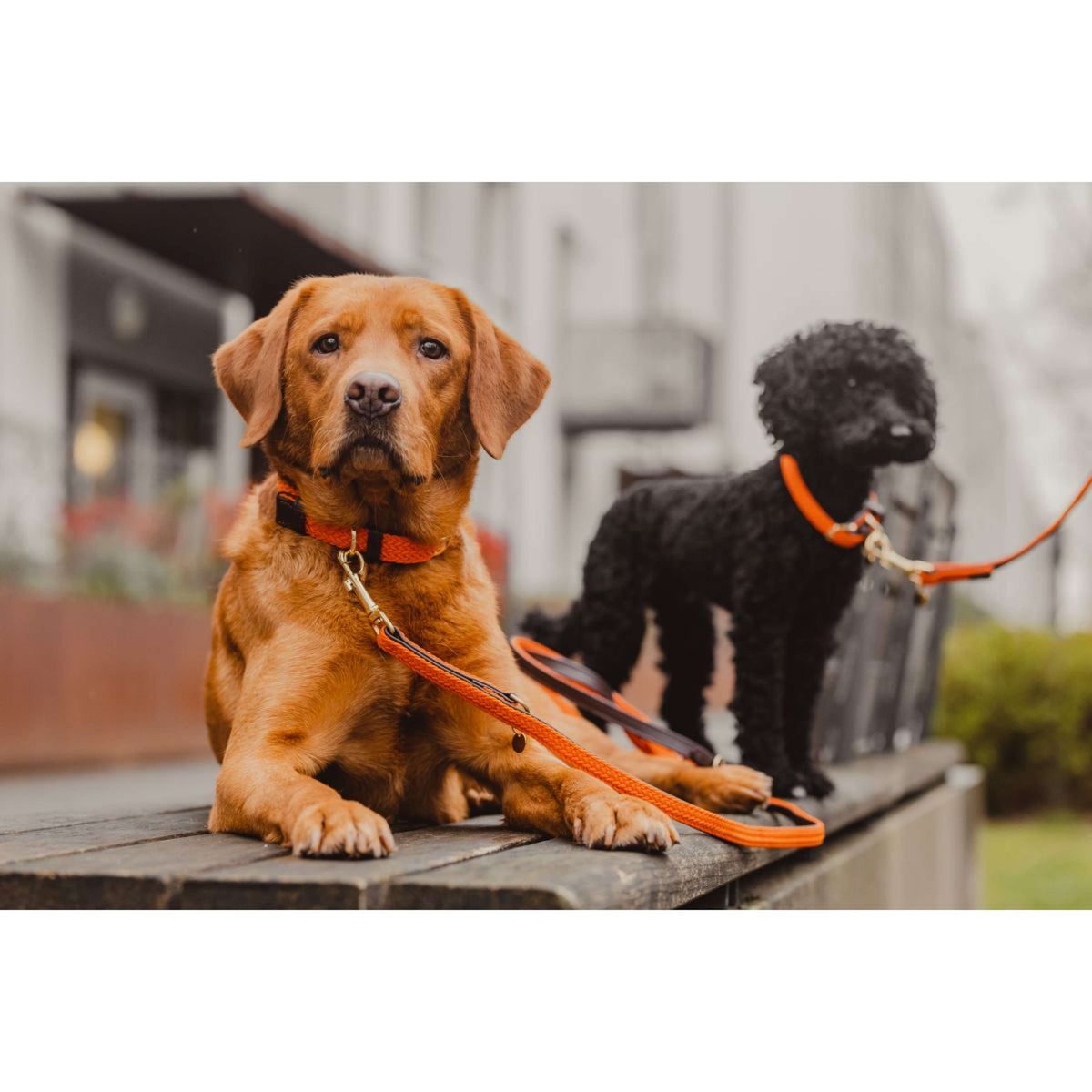 Kentucky Horsewear Halsband Nylon intrecciato per cani Arancia