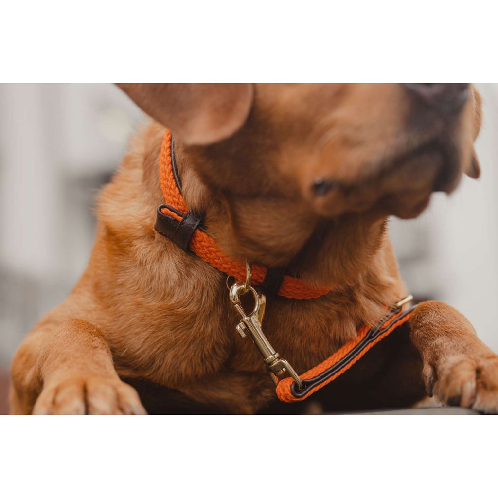 Kentucky Horsewear Halsband Nylon intrecciato per cani Arancia