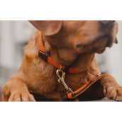 Kentucky Horsewear Halsband Nylon intrecciato per cani Arancia