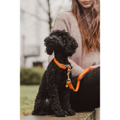 Kentucky Horsewear Halsband Nylon intrecciato per cani Arancia
