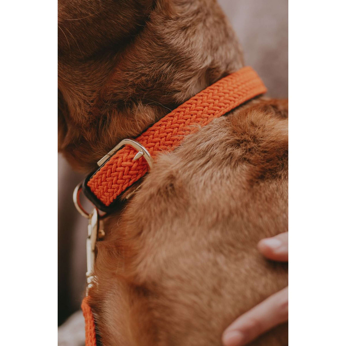 Kentucky Horsewear Halsband Nylon intrecciato per cani Arancia