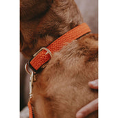 Kentucky Horsewear Halsband Nylon intrecciato per cani Arancia