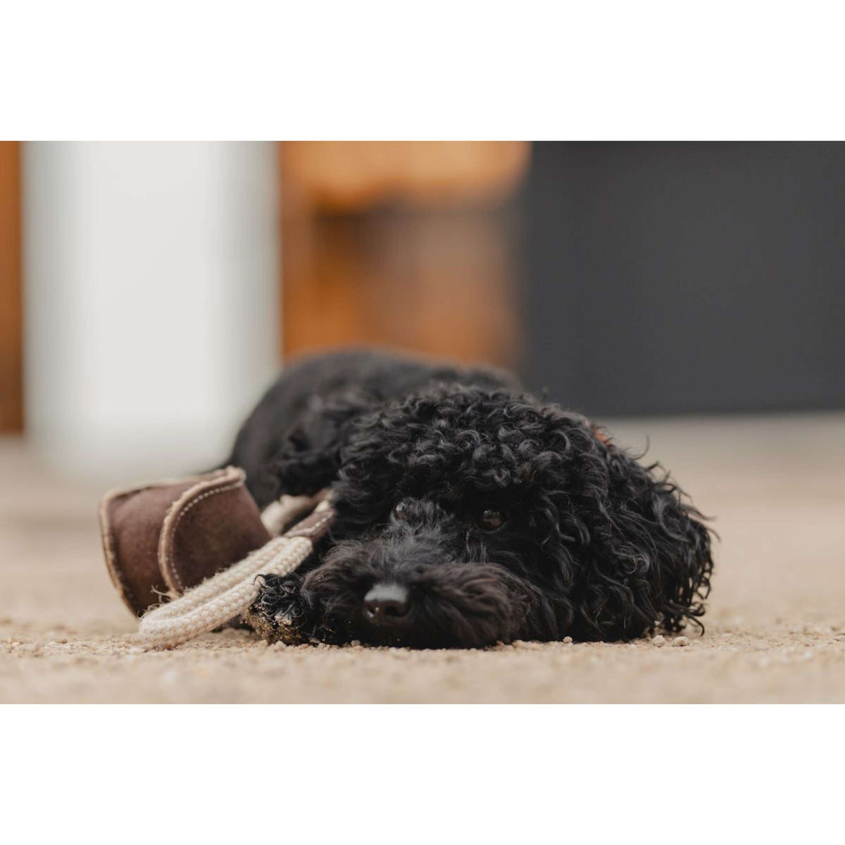 Kentucky Dogwear Giocattolo per Cani