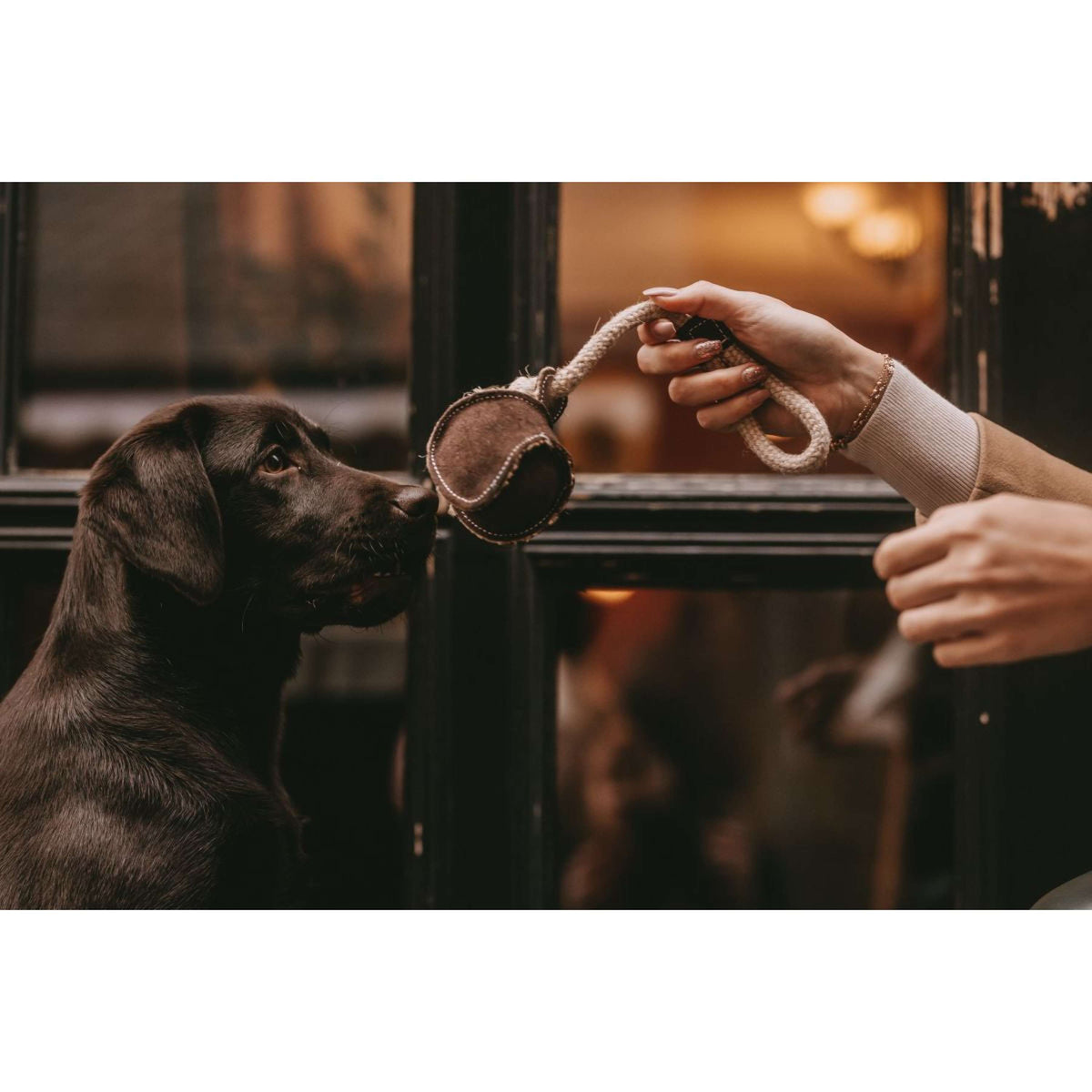 Kentucky Dogwear Giocattolo per Cani