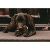 Kentucky Dogwear Giocattolo per Cani