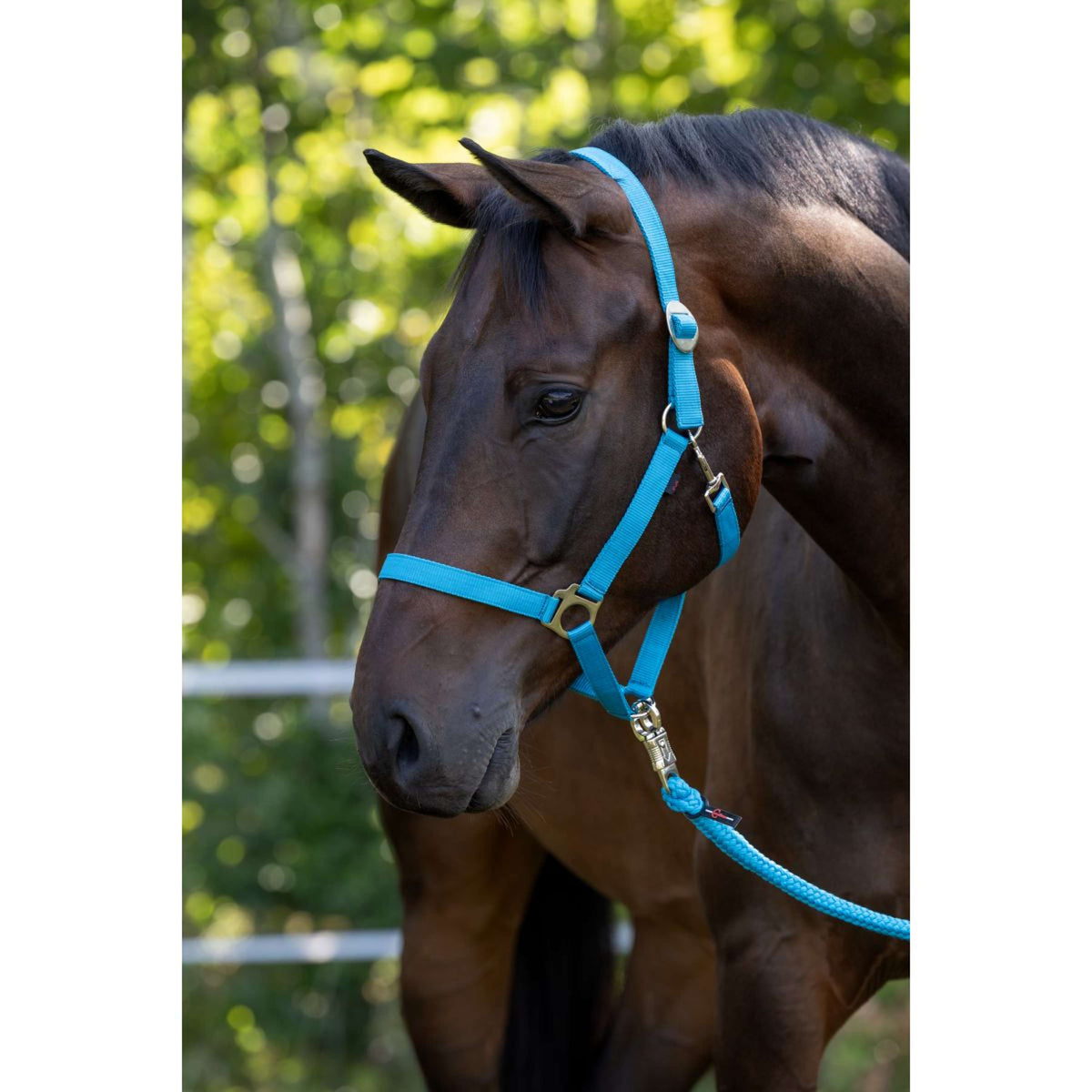Covalliero Capezzina Hippo Blu