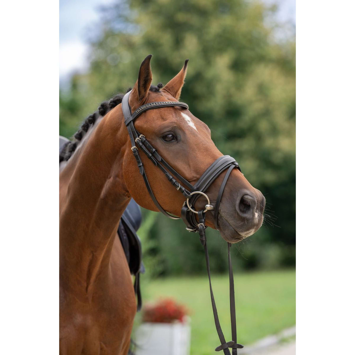 Covalliero Briglia Zweeds Nero