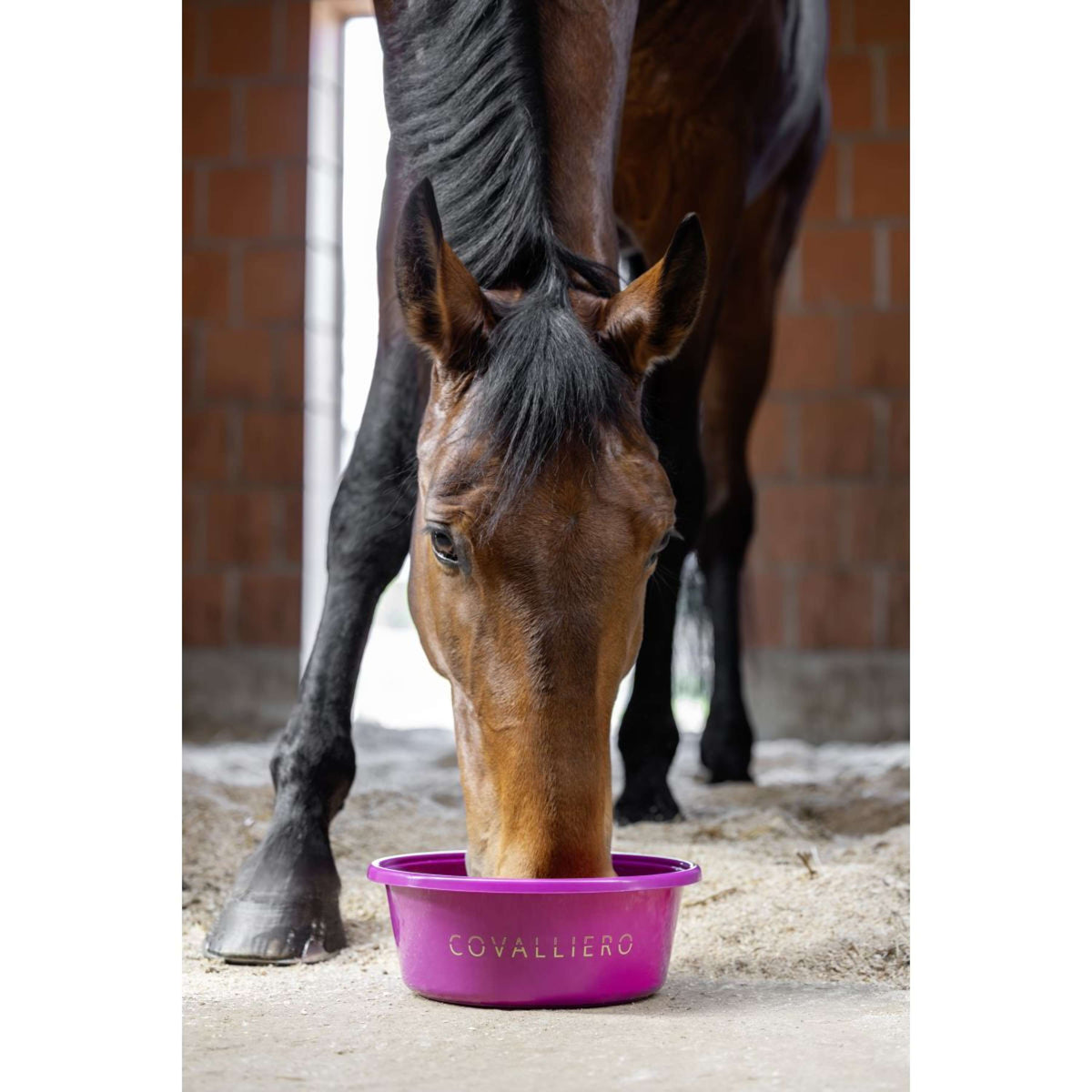 Covalliero Ciotola per cibo SS26 Light Berry