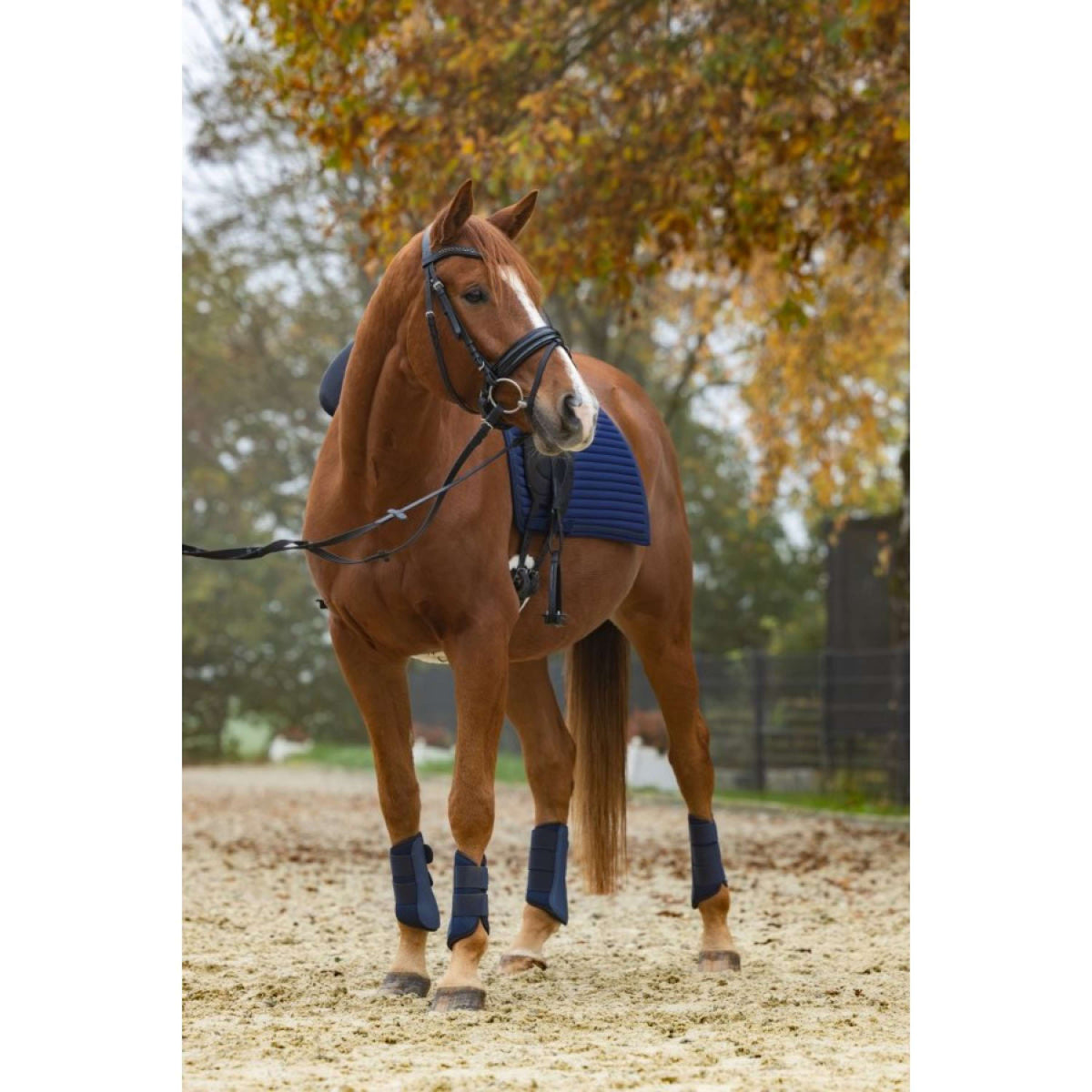 Covalliero Stinchiere Avina Navy