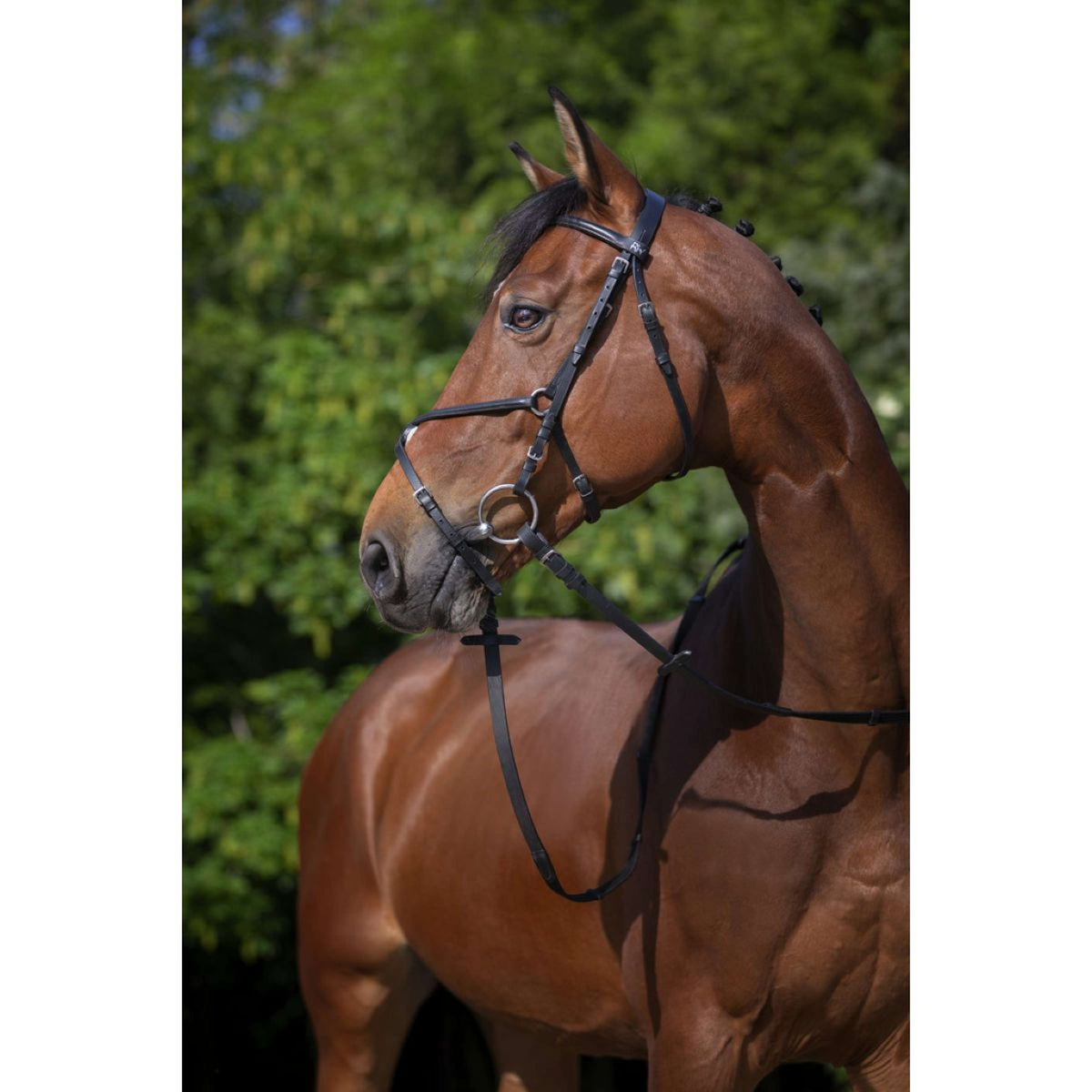 Riding World Briglia