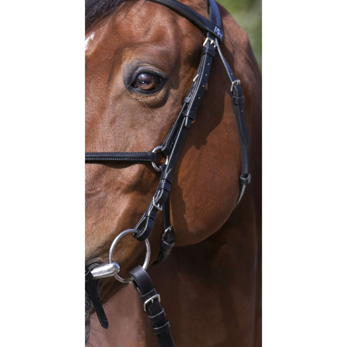 Riding World Briglia