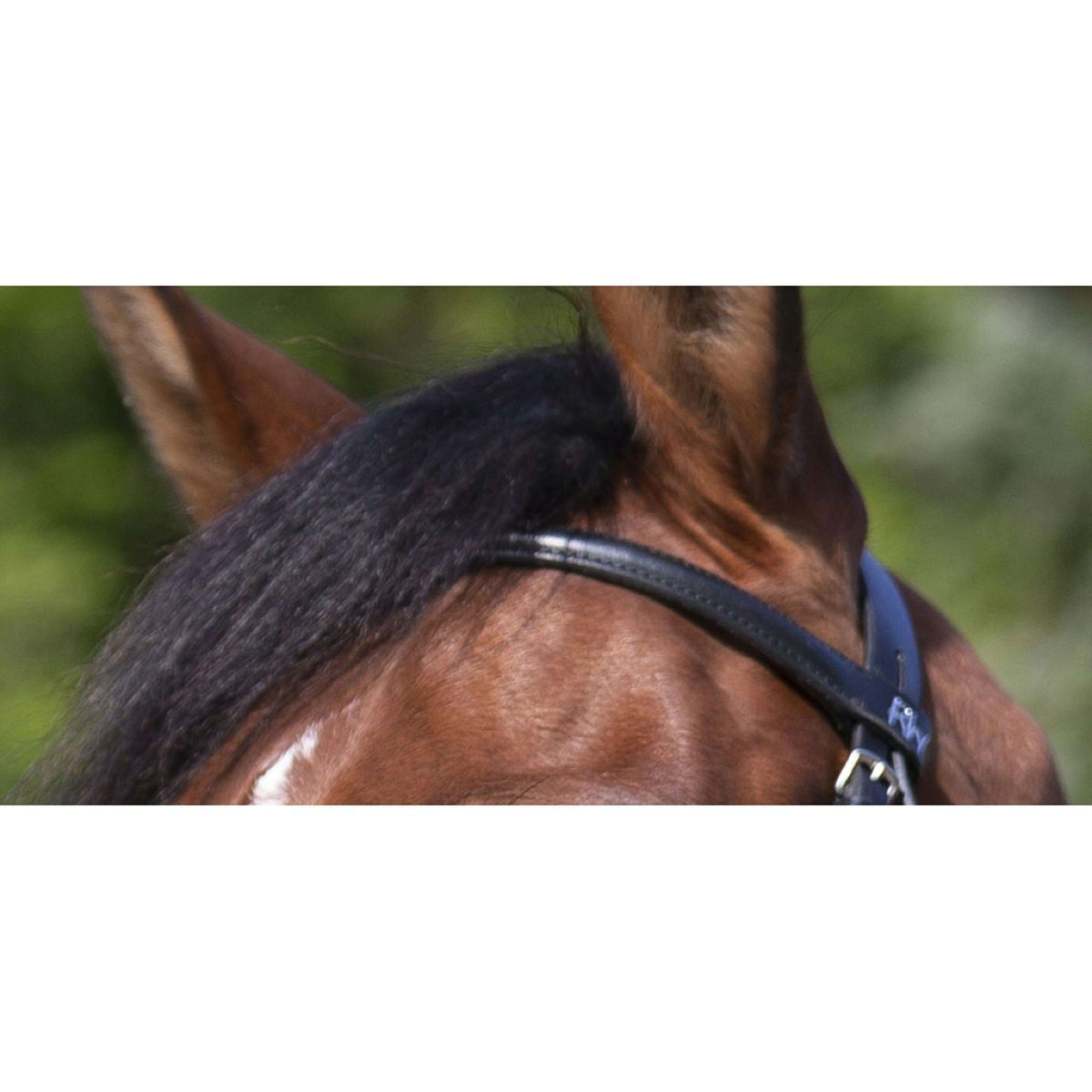 Riding World Briglia