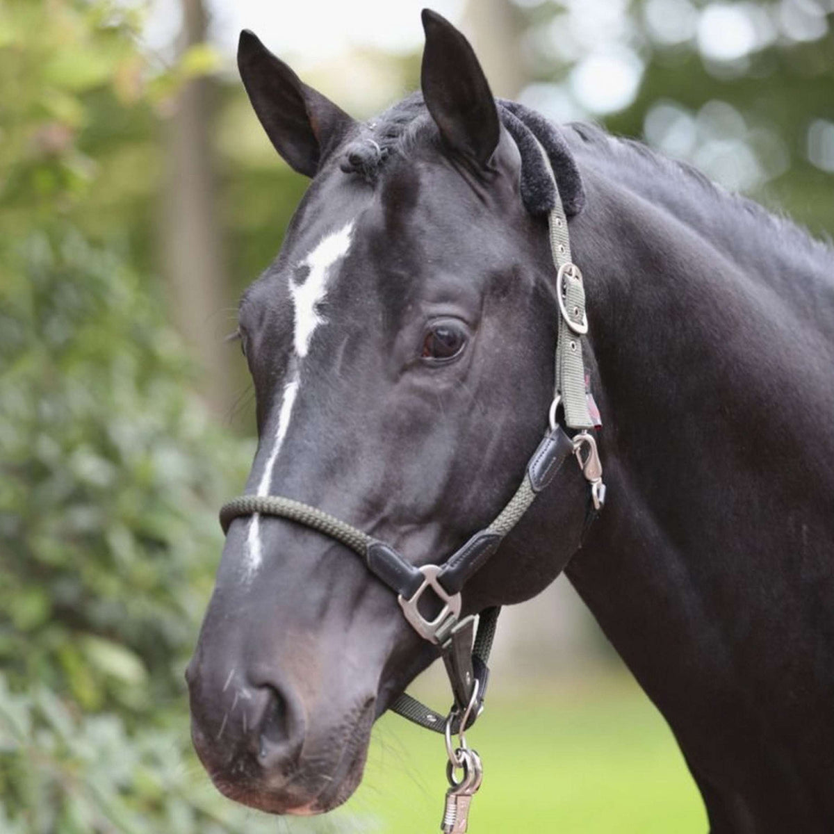 Kerbl Capezzina Cordano Oliva