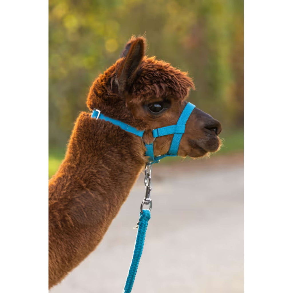 Kerbl Cavezza Alpaca regolabile Blu