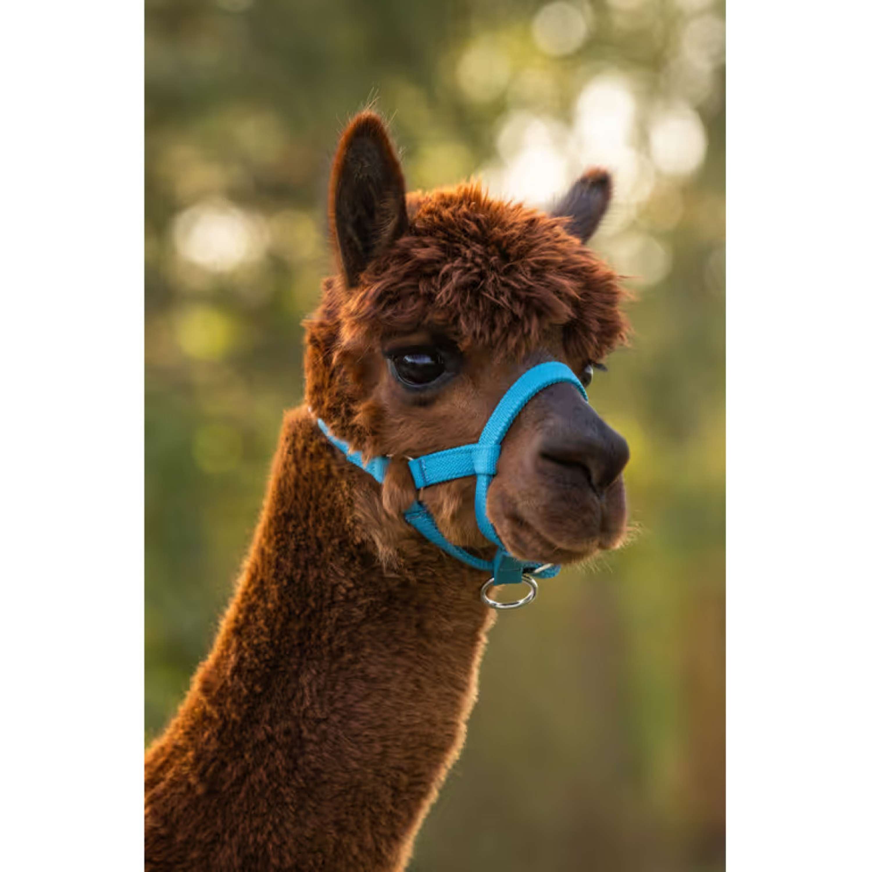 Kerbl Cavezza Alpaca regolabile Blu