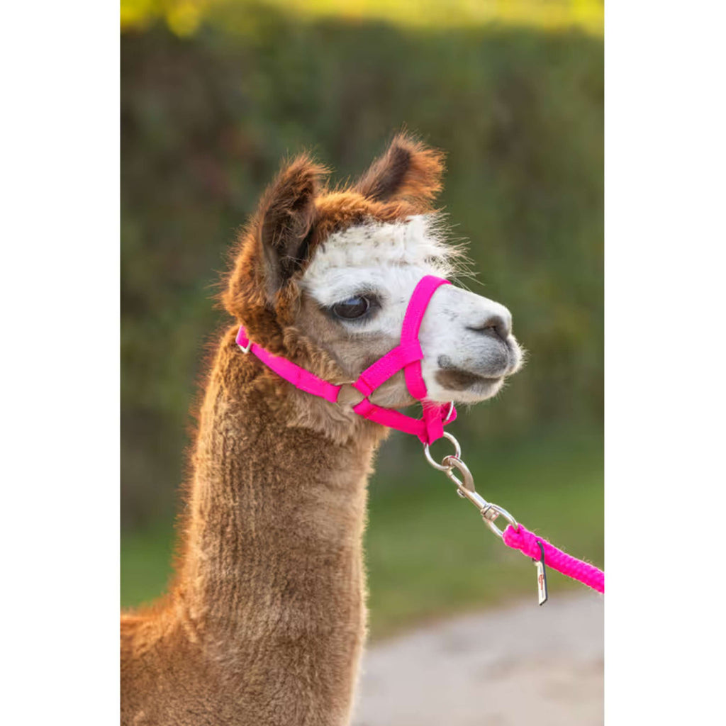 Kerbl Cavezza Alpaca regolabile Rosa