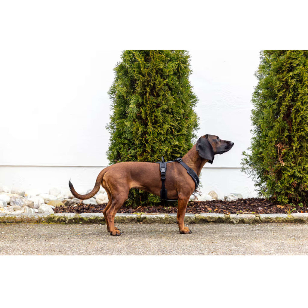 Kerbl Pettorina per Cane Dallas Nero