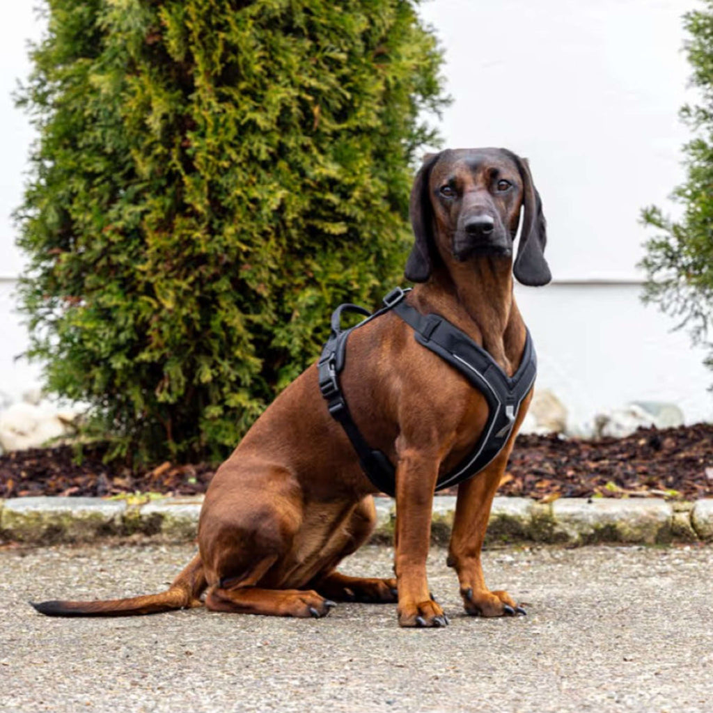 Kerbl Pettorina per Cane Dallas Nero