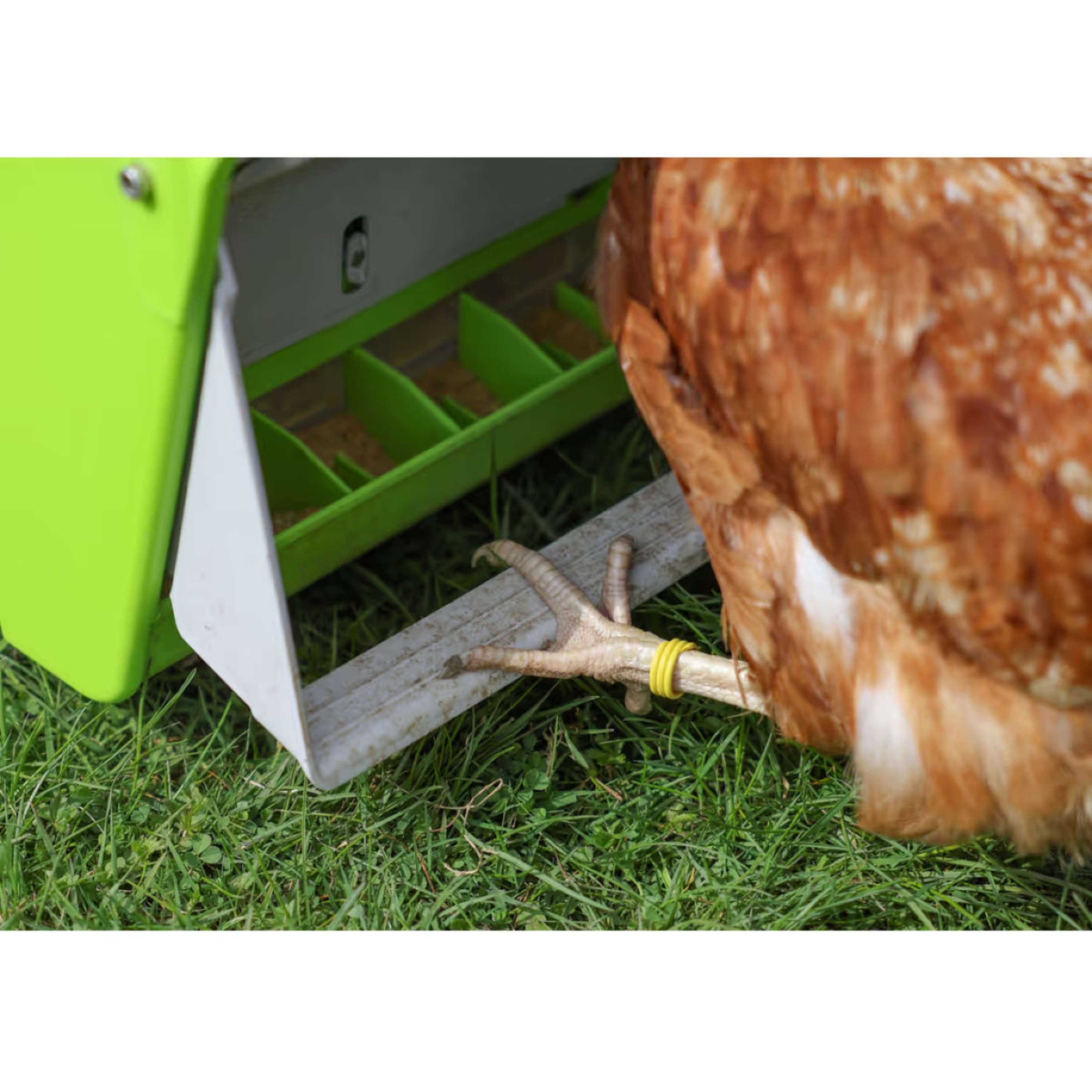 Kerbl Mangime Automatico con Aletta Protettiva Verde