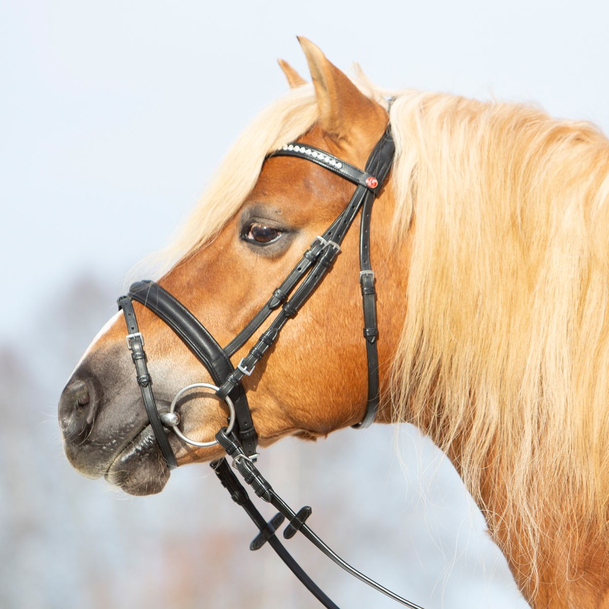 Kieffer Briglia Ultrasoft Haflinger Nero/Bianche Pietre