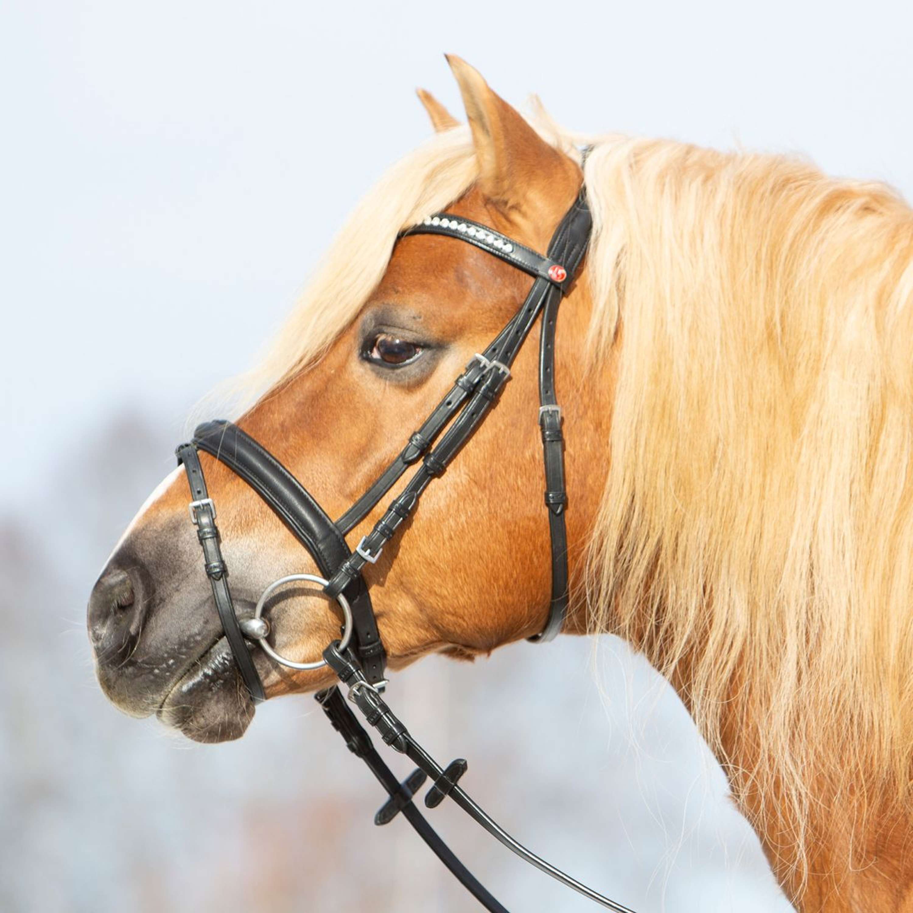 Kieffer Briglia Ultrasoft Haflinger Nero/Bianche Pietre