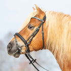 Kieffer Briglia Ultrasoft Haflinger Nero/Bianche Pietre